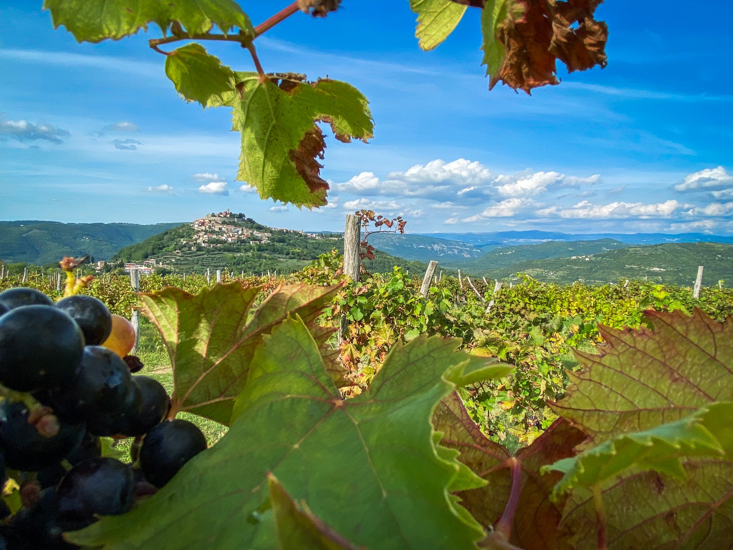 Märchenhaftes Motovun mit königlichen Aromen